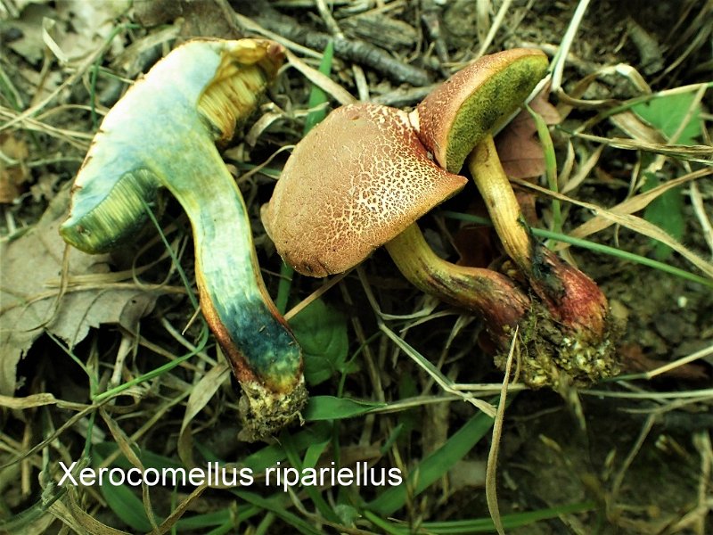 Xerocomellus ripariellus-amf307.jpg - Xerocomellus ripariellus ; Syn1: Xerocomus ripariellus ; Syn2: Boletellus ripariellus ; Nom français: Bolet des bords de mares